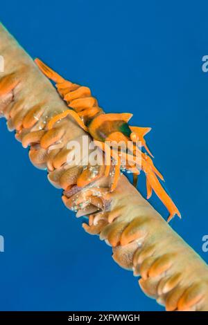 Sansibar Peitschenkorallengarnelen (Dasycaris zanzibarica) auf Peitschenkorallen. Ambon Bay, Ambon, Maluku Archipel, Indonesien. Banda-Meer, tropischer westlicher Pazifik. Stockfoto