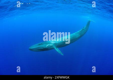 Blauwal (Balaenoptera musculus) tauchen unter der Meeresoberfläche. Indischer Ozean, Sri Lanka. Stockfoto