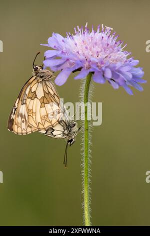 Paarung/Paarung marmorierter weißer Schmetterlinge (Melanargia galathea) auf Devil's bit scabious (Succisa pratensis), Collard Hill, Somerset, Juli. Stockfoto