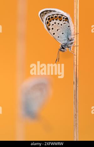 Silberfarbene blaue Schmetterlinge (Plebejus argus), die auf Gras ruhen und von der Sonne beleuchtet werden, Upton Towans, Cornwall, Großbritannien. Juni. Stockfoto