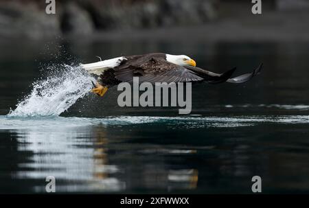 Weißkopfseeadler (Haliaeetus leucocephalus) fangen einen Fisch, Alaska, USA, Februar Stockfoto