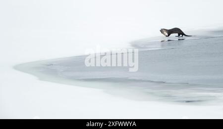 Nordamerikanischer Otter (Lontra canadensis), der einen Fisch isst, Yellowstone-Nationalpark, USA, Februar Stockfoto