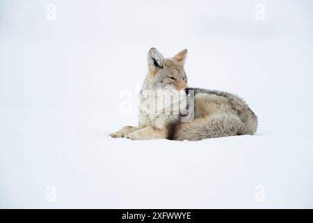 Coyote (Canis latrans) im Schnee, Yellowstone National Park, USA, Februar Stockfoto