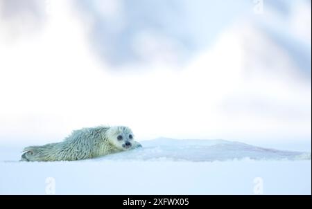 Ringelrobbenwelpen Rasting (Phoca hispida) Svalbard, Norwegen, April Stockfoto