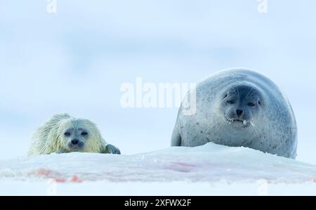 Ringelrobbe (Phoca hispida), Weibchen mit Welpen, Svalbard, Norwegen, April Stockfoto