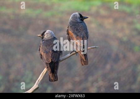 Das Paar Westjakdaw (Corvus monedula) thront auf einem toten Ast in der Nähe von Tiszaalpar, Kiskunsag-Nationalpark, Ungarn Mai. Stockfoto