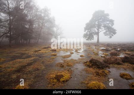 Kiefer (Pinus sylvestris) und überflutete Heidelandschaften in der Nähe von Brinken Wood, New Forest National Park, Hampshire, England, Großbritannien, Januar 2017. Stockfoto