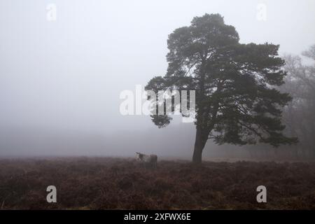 Kiefer (Pinus sylvestris) und überflutete Heideflächen in Nebel, in der Nähe von Brinken Wood, New Forest National Park, Hampshire, England, Großbritannien, Januar 2017 Stockfoto