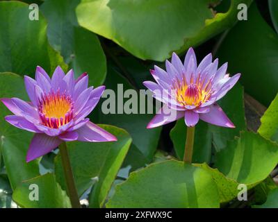Blauer Lotus (Nymphaea nouchali) Blüten, Thailand. Stockfoto