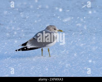 Seemöwe (Larus canus), die an der Küste im Schneesturm Norfolk, England, Vereinigtes Königreich. Schneefall digital hinzugefügt. Stockfoto