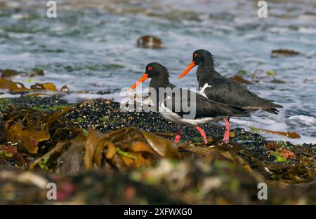 Rattenfänger (Haematopus longirostris) am Strand, Coles Bay, Tasmanien, Australien. Stockfoto