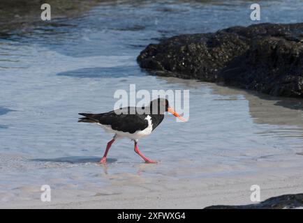 Rattenfänger (Haematopus longirostris) am Strand, Coles Bay, Tasmanien, Australien. Stockfoto