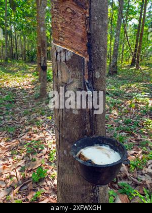 Gummibaum (Hevea brasiliensis) mit einem Eimer voller Latex, Thailand. Stockfoto