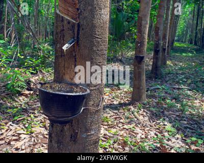 Gummibaum (Hevea brasiliensis) mit einem Eimer voller Latex, Thailand. Stockfoto