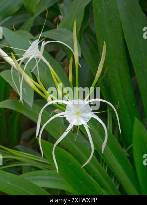 Weiße Spinnenlilienblüte (Crinum asiaticum) Nordthailand. Stockfoto