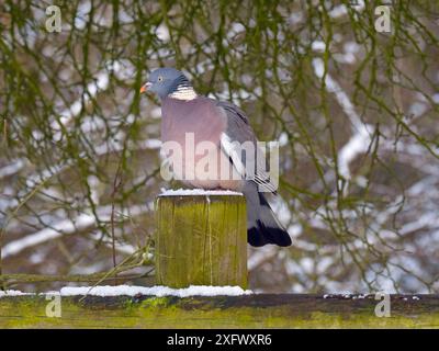 Holztaube (Columba palumbus) Porträt auf Pfosten im Winter mit Schnee, Norfolk, England, Großbritannien. Februar. Stockfoto