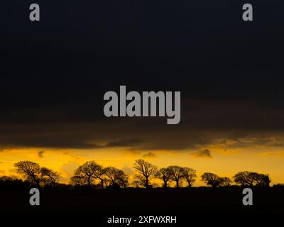 Dunkle Winterlandschaften mit einer Linie von Eichen (Quercus robur) in der Abenddämmerung, Southrepps, Norfolk, England, Vereinigtes Königreich, Februar. Stockfoto