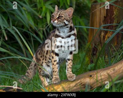 Asiatische Leopardenkatze (Prionailurus bengalensis) in Gefangenschaft, kommt in Südostasien vor Stockfoto