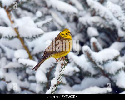 Yellowhammer (Emberiza citrinella) in schneebedeckten Nadelbäumen, Norfolk, England, Vereinigtes Königreich. Februar. Stockfoto