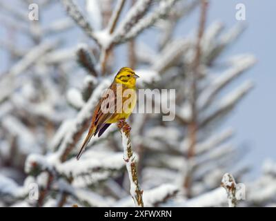 Yellowhammer (Emberiza citrinella) in schneebedeckten Nadelbäumen, Norfolk, England, Vereinigtes Königreich. Februar. Stockfoto