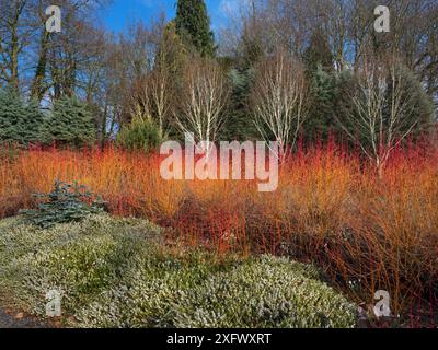 Hundeholz (Cornus) und Himalaya-Birke (Betula utilis var Jacquemontii) im Winter, Bressingham Gardens, Norfolk, England, Vereinigtes Königreich, Februar. Stockfoto