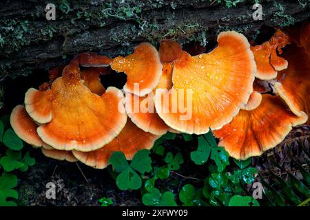 Waldpilz (Laetiporus sulphureus) im Olympic National Park. Washington, USA. September. Stockfoto