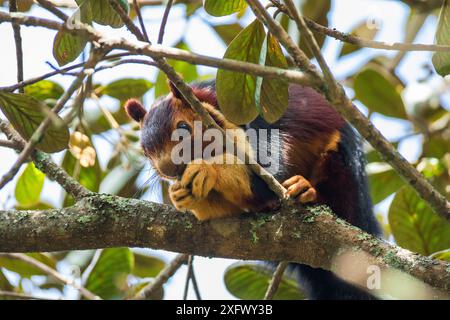 Indisches Riesenhörnchen (Ratufa indica), das sich an Baumstämmen ernährt, Tamil Nadu, Indien. Stockfoto