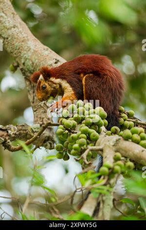 Indisches Riesenhörnchen (Ratufa indica), das sich an Feigen ernährt, Tamil Nadu, Indien. Stockfoto