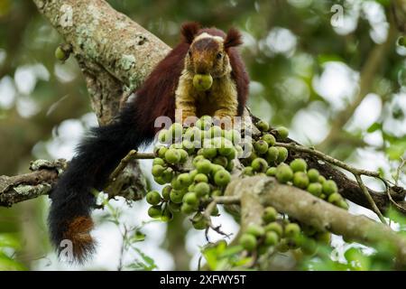 Indisches Riesenhörnchen (Ratufa indica), das sich an Feigen ernährt, Tamil Nadu, Indien. Stockfoto