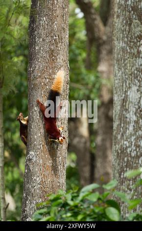 Indisches Riesenhörnchen (Ratufa indica) Tamil Nadu, Indien. Stockfoto