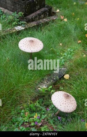 Parasolpilze (Macrolepiota procera) auf dem alten Friedhof. Surrey, England, Großbritannien. August. Stockfoto