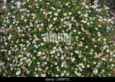 Mexikanischer fleabane (Erigeron karvinskianus) in einem Kirchhof, South Devon, England, Vereinigtes Königreich. August. Stockfoto