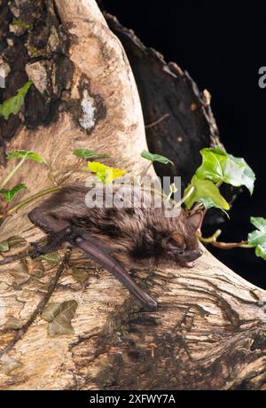 Serotinfledermaus (Eptesicus serotinus) am Baum. Gefangener, verletzte Tiere in Rehabilitation UK. Mai. Stockfoto