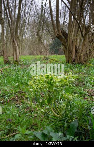 Stinkender Helleborus foetidus im Haselnusswald. Surrey, England, Großbritannien. April. Stockfoto