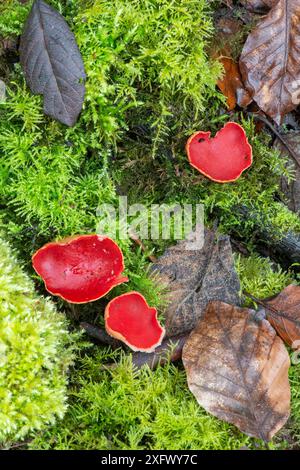 Scharlachrote Elfenbecherpilze (Sarcoscypha austriaca). Surrey, England, Großbritannien. April. Stockfoto