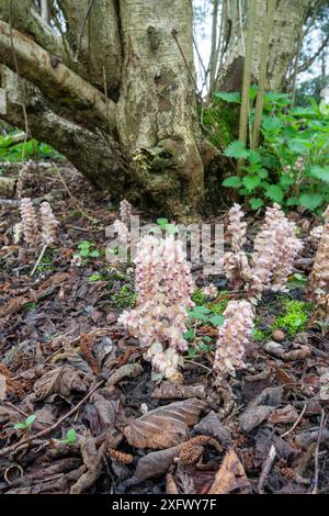 Toothkraut (Lathraea squamaria), Parasit an Haselnussbaumwurzeln (Corylus avellana), alte Waldindikatorarten. Surrey, England, Großbritannien. April. Stockfoto