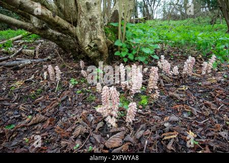 Toothkraut (Lathraea squamaria), Parasit an Haselnussbaumwurzeln (Corylus avellana), alte Waldindikatorarten. Surrey, England, Großbritannien. April 2018. Stockfoto