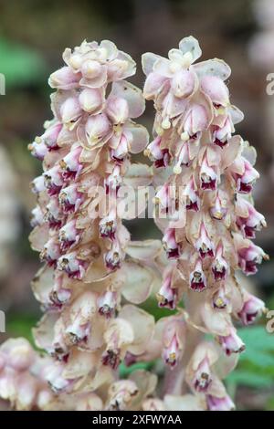 Toothkraut (Lathraea squamaria), Parasit an Haselnussbaumwurzeln (Corylus avellana), alte Waldindikatorarten. Surrey, England, Großbritannien. April. Stockfoto