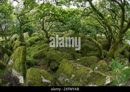 Wistman's Wood, altes Hochgebirgseichenwald auf Dartmoor, Devon, England, Großbritannien. August Stockfoto