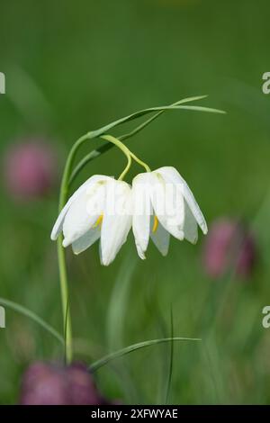 Schlangenkopf-Fritillary (Fritillaria meleagris), seltene, doppelt weiße Sorte. Beech Hill, Berkshire, England, Großbritannien. April. Stockfoto