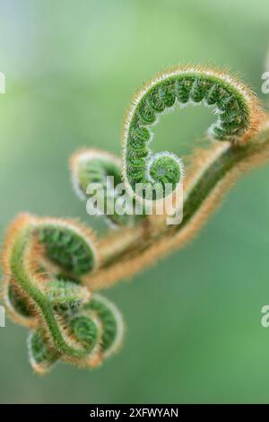 Baumfarn (Cyathea princeps) ist ein Fähnchen, das in Mexiko/Mittelamerika angebaut wird. Stockfoto