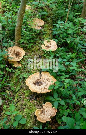 Dryadensattel (Polyporus squamosus) Klappenpilz auf moosbedecktem Baumstamm. Surrey, England, Großbritannien. Mai Stockfoto