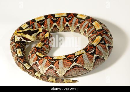 Natürliche Hybride zwischen Westafrikanischer Gaboon Viper (Bitis gabonica rhinoceros) und Rhinoceros Viper (Bitis nasicornis) Togo. Unverlierbar. Stockfoto