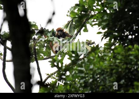 Südmuriqui (Brachyteles arachnoides) essen Cecropia (Cecropia sp) Blätter im Regen, Intervales State Park, Sao Paulo, Atlantischer Wald Südostreservate, UNESCO-Weltkulturerbe, Brasilien. Stockfoto