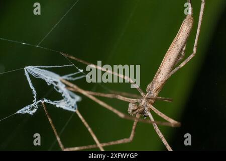 Netzspinnen (Deinopis sp) mit Netz zum Beutefang, Intervales State Park, Sao Paulo, Atlantischer Wald Südostreservate, UNESCO-Weltkulturerbe, Brasilien. Stockfoto