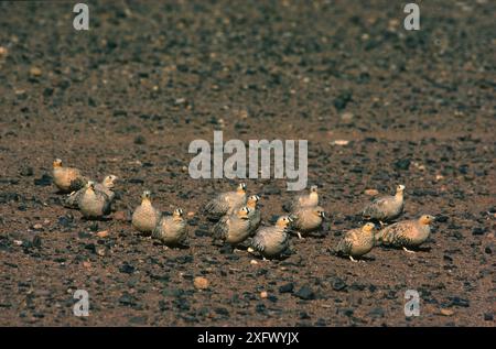 Gefleckte Sandhühner (Pterocles senegallus) und gekrönte Sandhühner (Pterocles coronatus) in der Nähe eines Wasserlochs am Morgen. Stockfoto