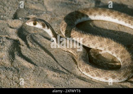 Falsche Kobra (Malpolon moilensis) Tunesien, Sahara, Stockfoto