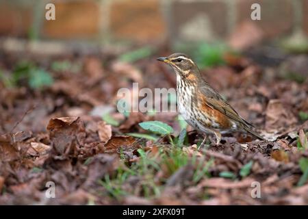 Isländische rotflügelröte (Turdus iliacus coburni) im Blattstreu, Surrey, England, Vereinigtes Königreich. Februar. Stockfoto