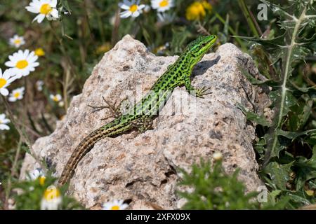 Sizilianische Wandeidechse (Podarcis waglerianus), die sich auf Felsen begibt, Sizilien, Italien. April. Stockfoto