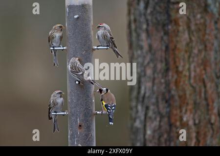 Rotpoll (Carduelis flammea) und Goldfinch (Carduelis carduelis), Gruppe am Feeder. Norfolk, Großbritannien. März. Stockfoto